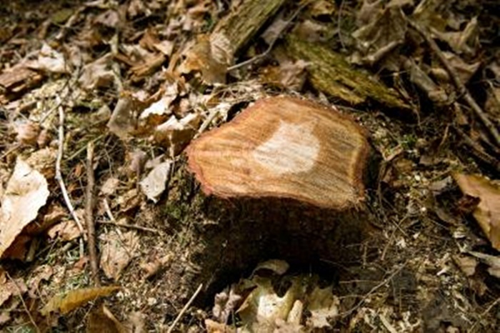 Prefeitura regulamenta a retirada de árvores e troncos